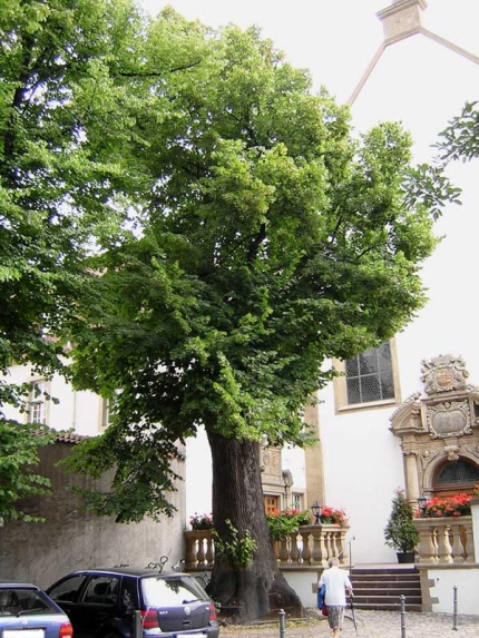 Bild 1 von Linde vor der Kapuzinerkirche